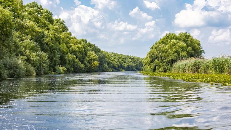 Wild birds paradise - River Danube in Romania - Delta, nature pure in a water world as seen from a boat.